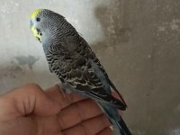 Yavru sultan papağanı