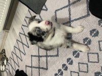 52 günlük dişi border collie yavrusu