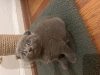 Scottish fold yavrular için yuva
