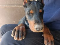 Şampiyon kan hattından a şecere doberman yavrular