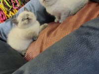 Show Class British Shorthair Bebekler