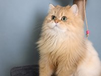 British shorthair dişi kediler
