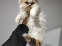 ÜST KALİTE 0 BURUN İRAN KEDİSİ BEBEKLER