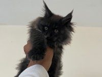 Güzel Maine coon bebekler