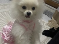 6 Aylık Dişi Pomeranian