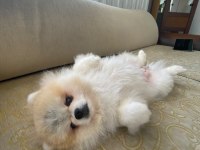 Pomeranian boo dişi ayı surat