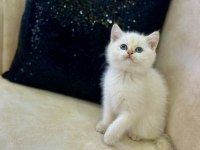 A KALİTE SAFKAN BRİTİSH SHORTHAİR GOLDENPOİNT DİŞİ