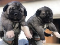 Kaliteli kangal yavrular