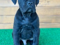 Evinizin Neşesi Cane Corso Bebişler Her Yere Kapıda Öde