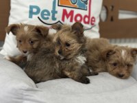 Petmode köpek çiftliğinden tea cup morki yavrularımız