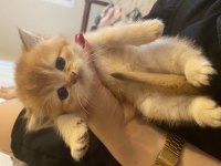 NY11 erkek akıllı ve uysal british shorthair