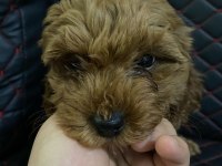 DİŞİ sevimli poodle yavrumuz
