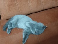 Mersin Scottish Fold