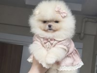 MİNİK PRENSES POMERANİAN BOO