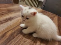 Dünya tatlısı yavru british shorthair