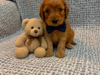 EVINIZIN YAKISIKLI MALTİPOO MINIKLERI