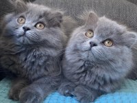 British longhair yavrularım