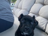 Cane corso 2 aylık