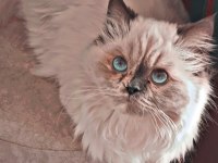 Lunamız sahibini bekliyor chinchilla