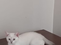 Lynx point british shorthair prenses
