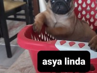Pug Mops Bebekler