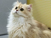 Yakışıklı golden british longhair erkek