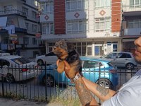 Rottweiler