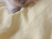 Scottish fold blue point