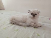 Uyguna Brittish Longhair Acil 2 Aylık Dişi