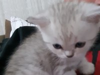 Yavru kedi