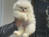 Tarım bakanlığı ruhsatlı çiftlikden pomeranian