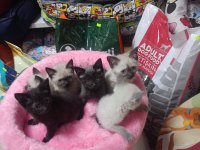 YAVRU KEDİLERİMİZ YENİ SAHİBİNİ BEKLİYOR