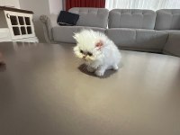 İran kedisi yavrularım