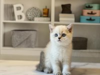 A Kalite Brıtısh Shorthair Yavrularım