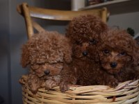 Ev Ortamında Büyüyen Toy Poodle Yavrular