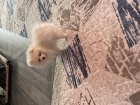 3.5 aylık dişi pomeranian yavrumuz