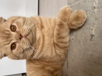 Ücretsiz sahiplendirme scottish fold