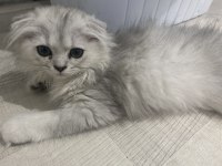 Çok tatlı scottish fold yavrumuz