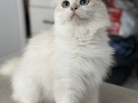 Uysal british longhair