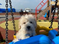 Sahibinden satılık 3 aylık maltipoo