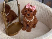 Maltipoo Yavrularımız 