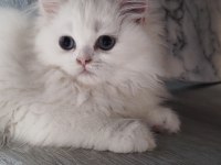 Beyaz kar topu chinchilla kedim
