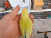 Yeme düşmüş mutasyon sevda bebekler