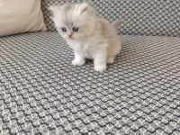 Silver kız kardeş kediler