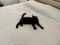 Bombay Kızımız Zeytin