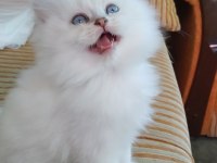 Silver point british longhair