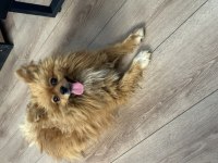 Eğitimli aşılı ve çipli 1.5 yaşında pomeranian