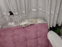 British shorthair damat arıyoruz