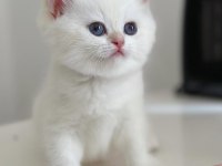 Kar Beyaz Silver British Shorthair 
