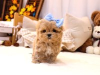 Mutluluk Sembolü Maltipoo Yavrular